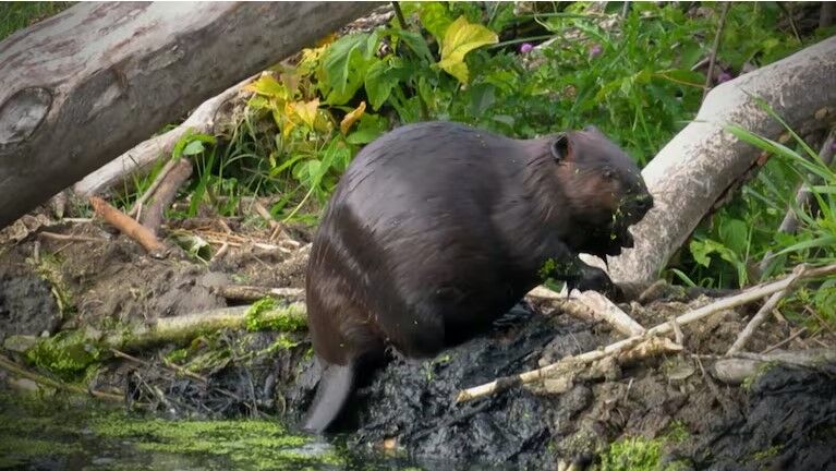 No longer considered predators, Oregon beavers get new protections from state